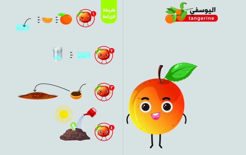 فاكهة اليوسفي