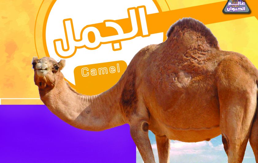 الجمل واغرب انواعه
