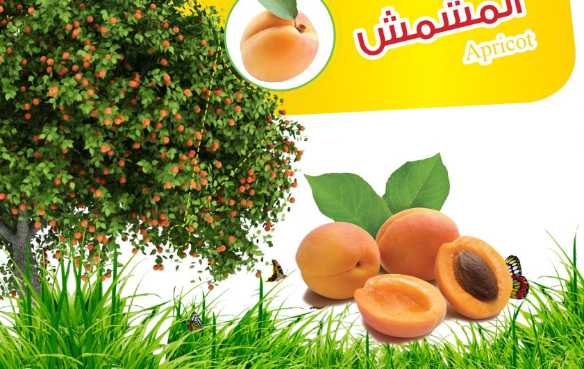 من اسرار النباتات (المـــشمــش)