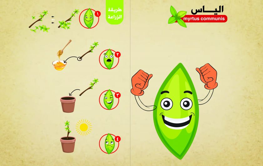 فوائد اليا س وطرق زراعته