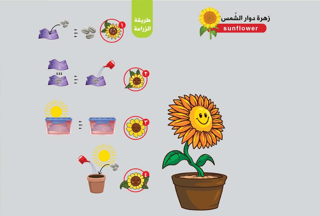 زهرة دوار الشَّمس