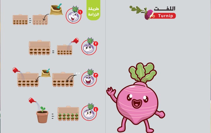 الشلغم  وأهم فوائده