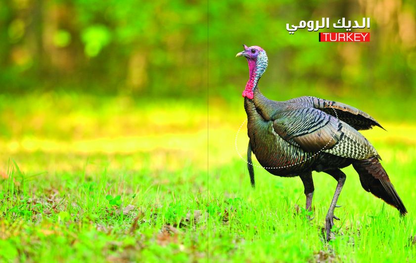 الديك الرومي