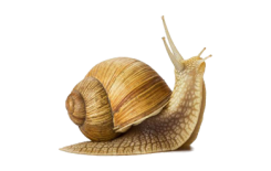 الحلزون وأغرب أنواعه