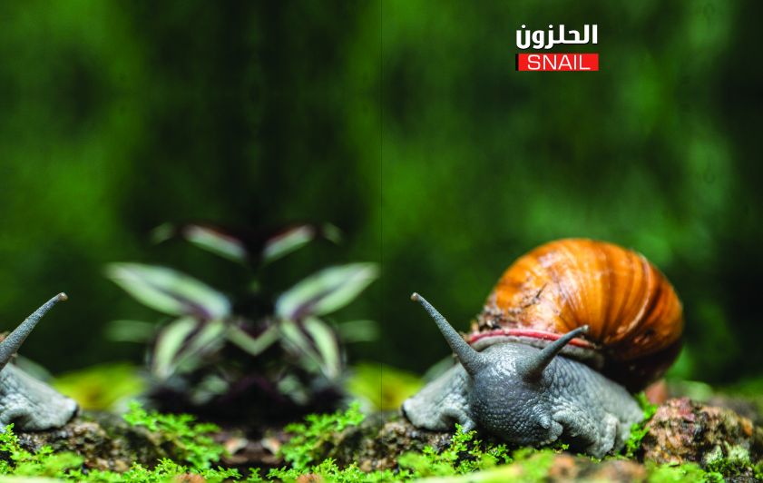 الحلزون وأغرب أنواعه