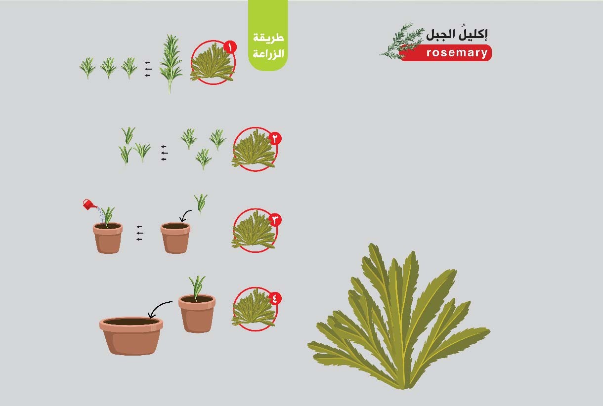 فوائد إكليلُ الجبل