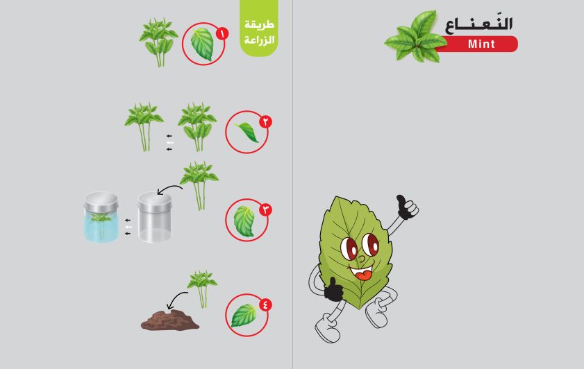 فوائد النَّعناع